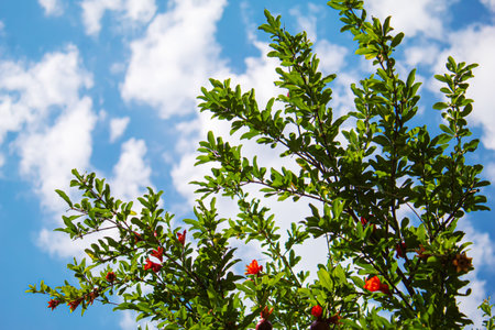 Young pomegranate on a tree with leaves. Selective focus. pomegranate tree.Natureの写真素材