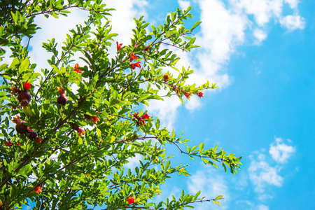 Young pomegranate on a tree with leaves. Selective focus. pomegranate tree.Natureの写真素材