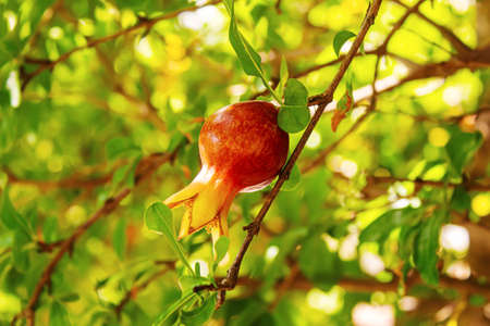 Young pomegranate on a tree with leaves. Selective focus. pomegranate tree.Natureの写真素材