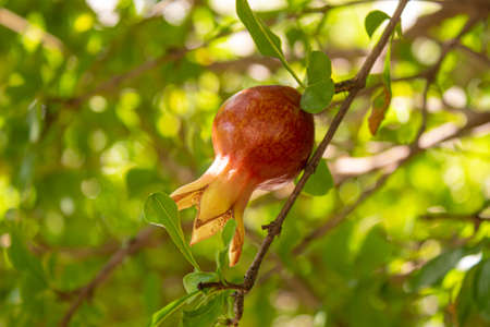 Young pomegranate on a tree with leaves. Selective focus. pomegranate tree.Natureの写真素材