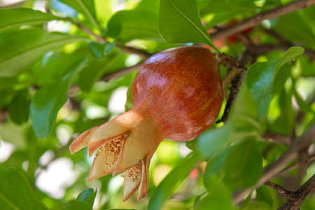 Young pomegranate on a tree with leaves. Selective focus. pomegranate tree.Natureの写真素材