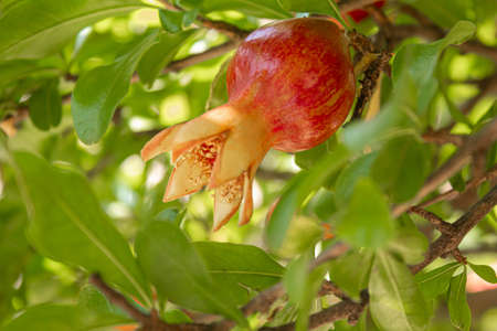 Young pomegranate on a tree with leaves. Selective focus. pomegranate tree.Natureの写真素材