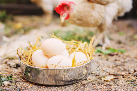 Fresh chicken eggs in the hay on a farm. Selective focus.animalsの写真素材