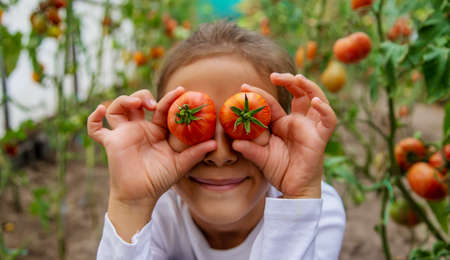 The child is harvesting tomatoes. Selective focus.natureの写真素材