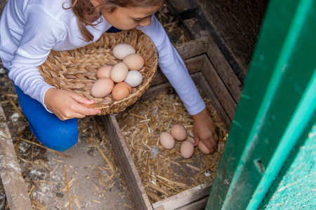 The child picks up the eggs in the hen house. Selective focus.natureの写真素材