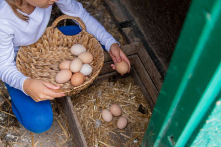 The child picks up the eggs in the hen house. Selective focus.natureの写真素材