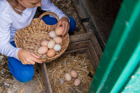 The child picks up the eggs in the hen house. Selective focus.natureの写真素材