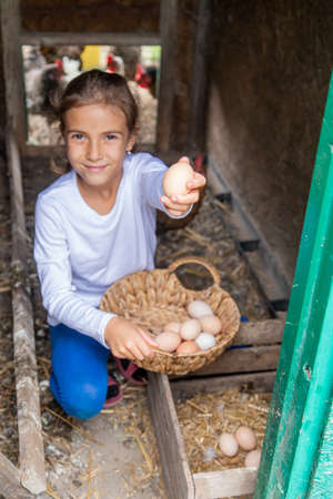 The child picks up the eggs in the hen house. Selective focus.natureの写真素材