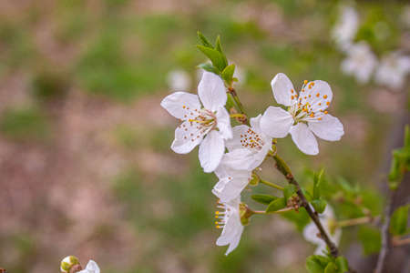 Blooming trees against the blue sky. Selective focus.の写真素材