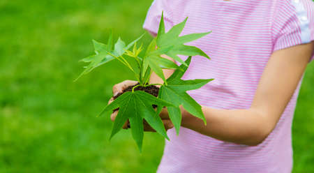 A child plants a plant in the garden. Selective focus.natureの写真素材