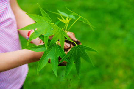 A child plants a plant in the garden. Selective focus.natureの写真素材