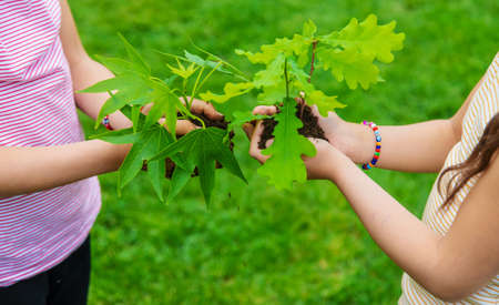 A child plants a plant in the garden. Selective focus.natureの写真素材