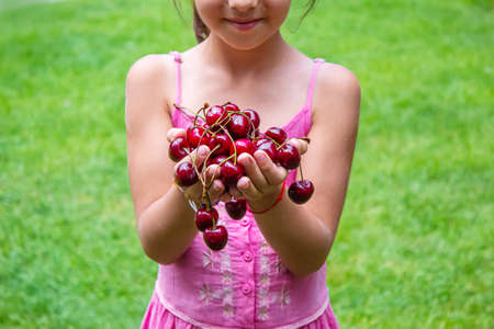 A child harvests cherries in the garden. selective focus. food.の写真素材