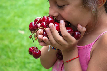 A child harvests cherries in the garden. Selective focus.の写真素材