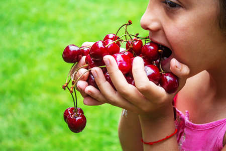 A child harvests cherries in the garden. Selective focus.の写真素材