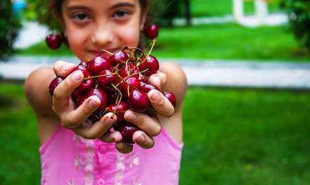 A child harvests cherries in the garden. Selective focus.の写真素材