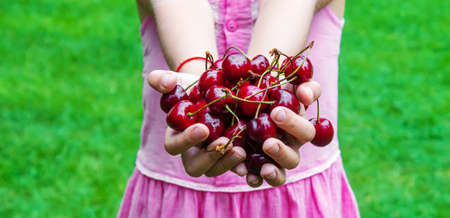 A child harvests cherries in the garden. Selective focus.の写真素材