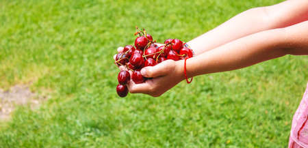A child harvests cherries in the garden. Selective focus.の写真素材