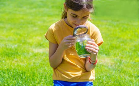 look in a magnifying glass butterfly sits on flowers. selective focus. natureの写真素材
