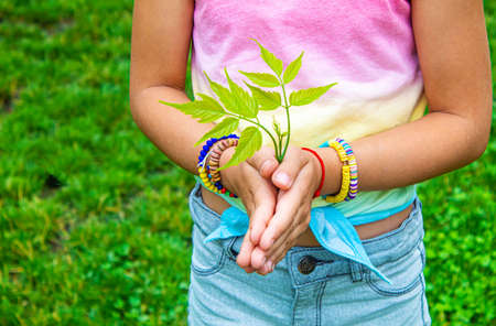 Children take care of nature tree in their hands. selective focus. natureの写真素材