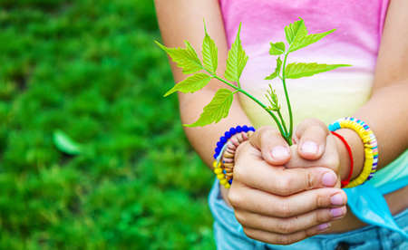 Children take care of nature tree in their hands. selective focus. nature