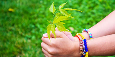 Children take care of nature tree in their hands. selective focus. natureの写真素材