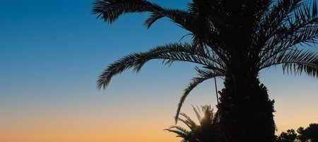Palm leaves against the sky. Selective focus. Nature.の写真素材