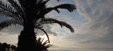 Palm leaves against the sky. Selective focus. Nature.の写真素材