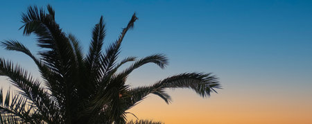 Palm leaves against the sky. Selective focus. Nature.の写真素材