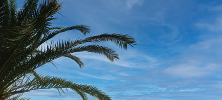 Palm leaves against the sky. Selective focus. Nature.の写真素材