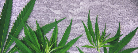 Cannabis leaves on concrete background. selective focus. nature.の写真素材