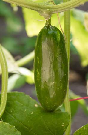 Cucumbers growing on a vine in a rural greenhouse. Selective focus.narureの写真素材