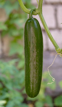 Cucumbers growing on a vine in a rural greenhouse. Selective focus.narureの写真素材