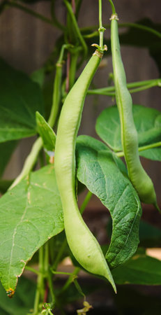 selenium bean pods in garden. selective focus foodの写真素材