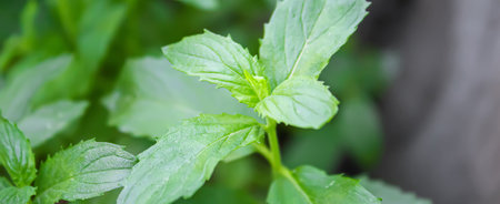 Fresh homemade greens from the garden. selective focus. nature.の写真素材