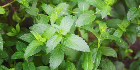 Fresh homemade greens from the garden. selective focus. nature.の写真素材