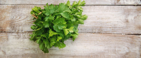 Fresh homemade herbs from the parsley garden. selective focus. nature.の写真素材
