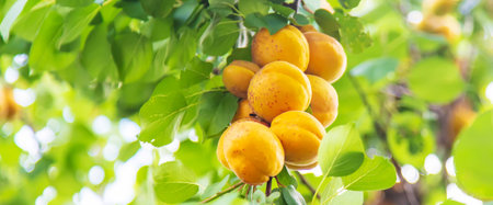 apricot on a tree in the garden. Selective focus.natureの写真素材