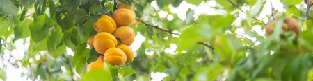 apricot on a tree in the garden. Selective focus.natureの写真素材