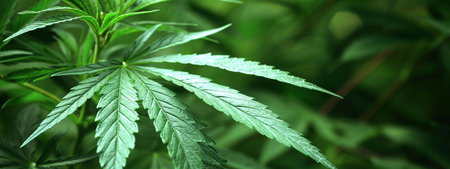 Cannabis leaf on a green background. Green background of leaves of marijuana.の写真素材