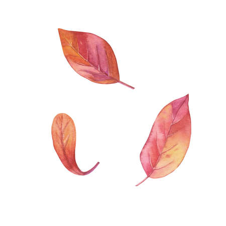 autumn leaves watercolor illustration. autumn set. Hand painted isolated on white background. autumn leaves for design.の写真素材