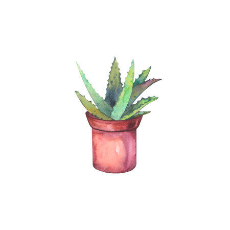 Aloe vera in polka dot ceramic pot watercolor illustration isolated. Home plants hand drawn for postcard design, interior design, shops and your trendy design.の写真素材