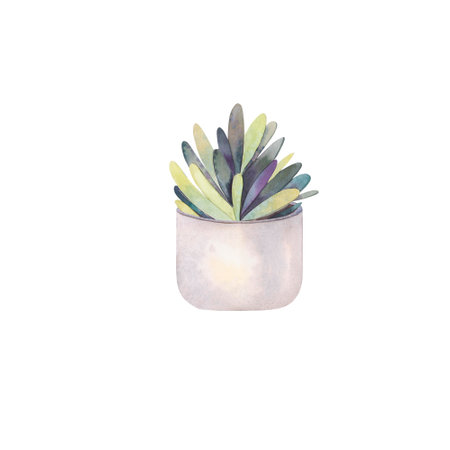 Succulent in white ceramic pot illustration isolated. Home plants hand drawn for postcard design, interior design, shops and your trendy design.の写真素材