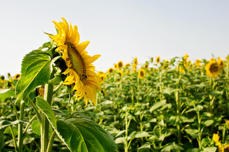 Field of beautiful sunflowers in summerの写真素材