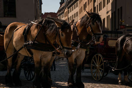 17 May 2019 Dresden, Germany - horse carriages in the historic city of Dresdenのeditorial素材