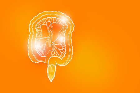 Handrawn illustration of human Intestine on positive orange background. Medical, science set with main human organs with empty copy space for text or infographic.の写真素材