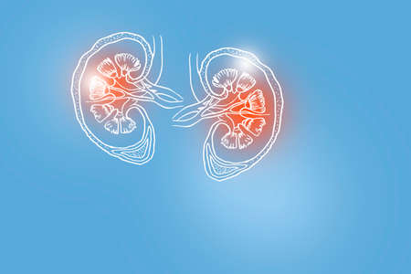 Handrawn illustration of human Kidneys on light blue background. Medical, science set with main human organs with empty copy space for text or infographic.の写真素材