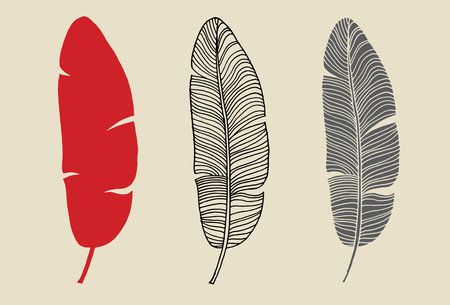 Vector silhouette drawing of banana palm leaves. Template for design. Line art botany collection.のイラスト素材