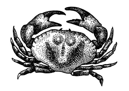 Crab isolated on white background for menu design. Vintage engraved sketch. Seafood dot drawing collectionのイラスト素材