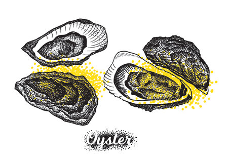 Vintage oyster shell vector illustration in engraving, dot style. Set of elements for menu, flier, t-shirt print, cards.のイラスト素材